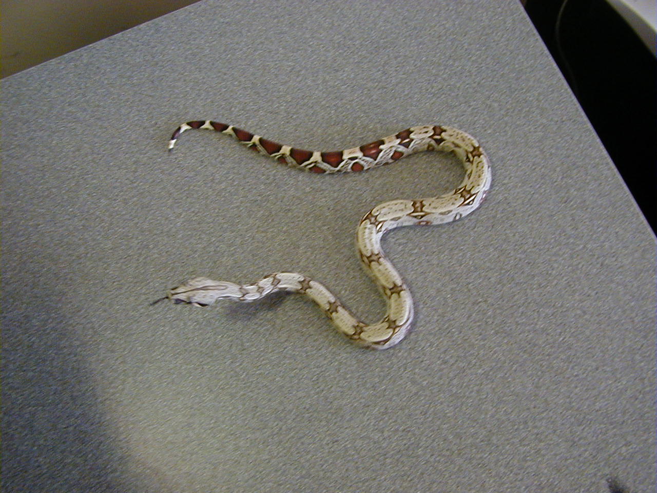 Female Brazilian BCC Redtail