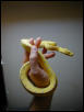 1. Manakwari locale GTP Yearling