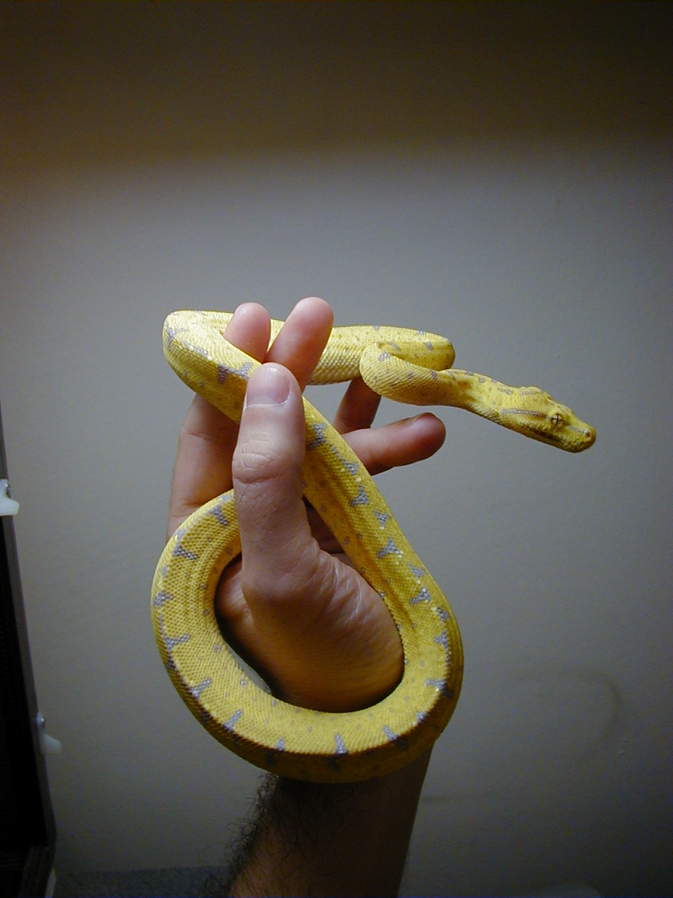1. Manakwari locale GTP Yearling
