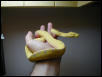 1. Manakwari locale GTP Yearling