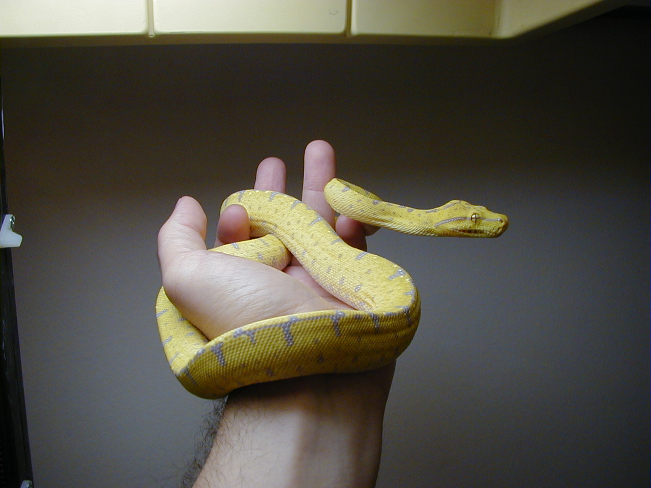 1. Manakwari locale GTP Yearling