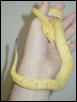 1. Manakwari locale GTP Yearling