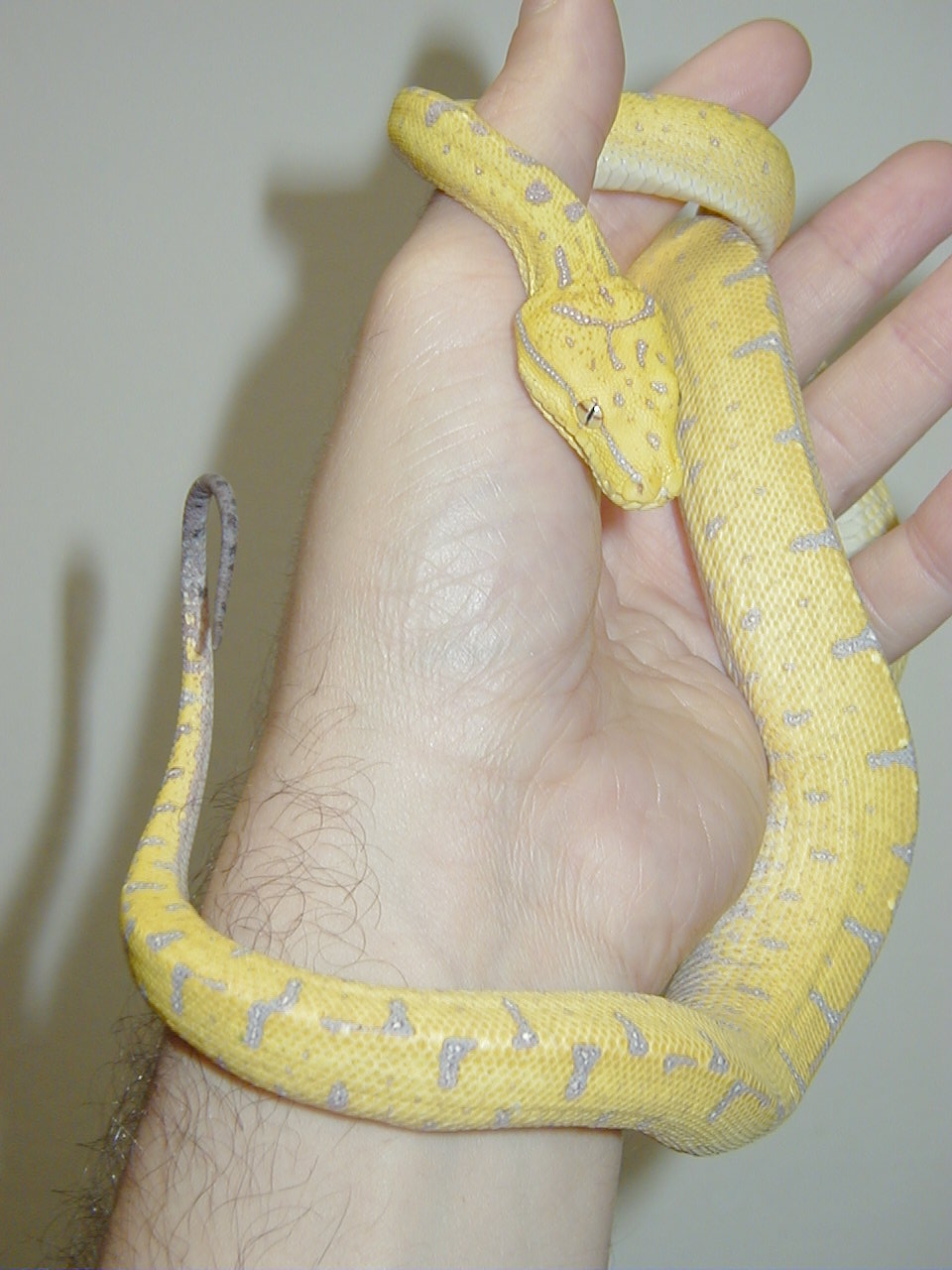 1. Manakwari locale GTP Yearling