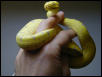 1. Manakwari locale GTP Yearling
