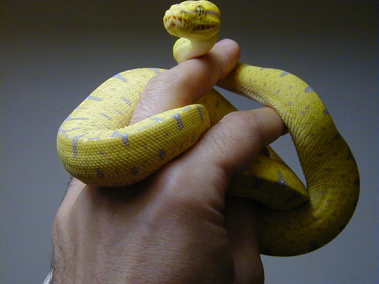 1. Manakwari locale GTP Yearling