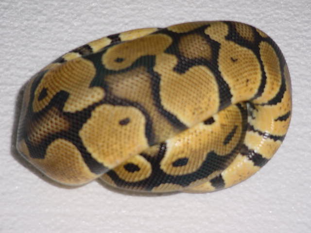 Pastel 2
