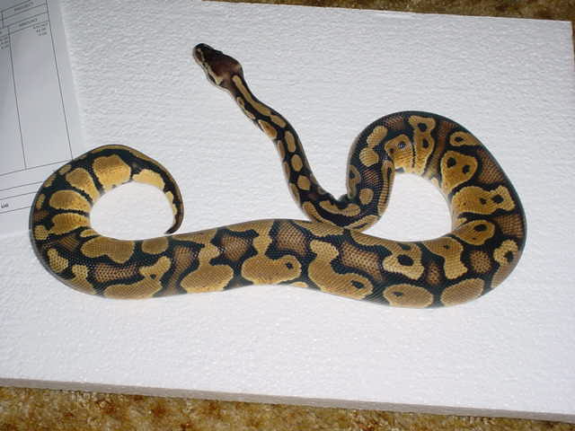 Pastel 1
