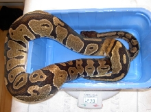 Ringer hets piebald Female and now approximately 1500 grams
