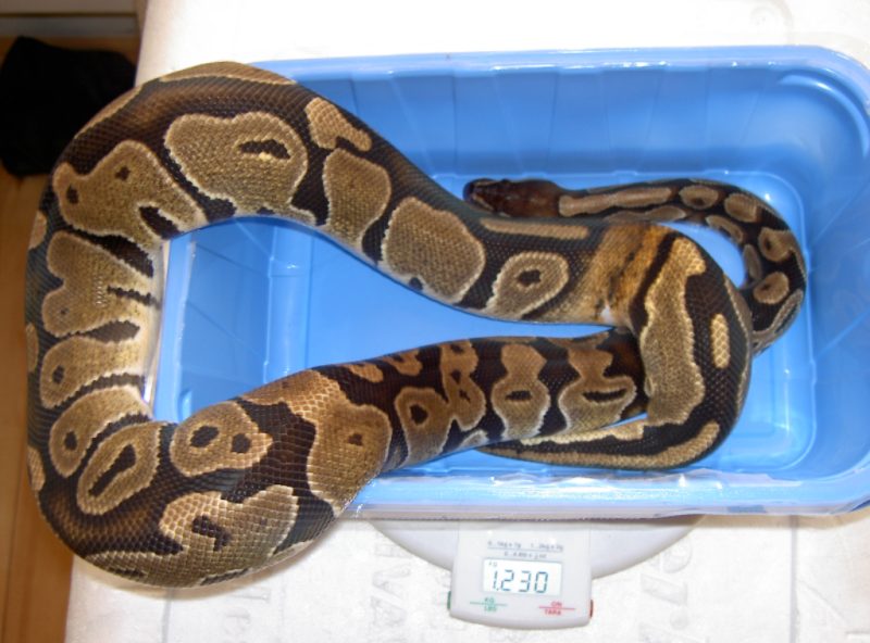 Ringer hets piebald Female and now approximately 1500 grams