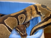 Ringer hets piebald Female