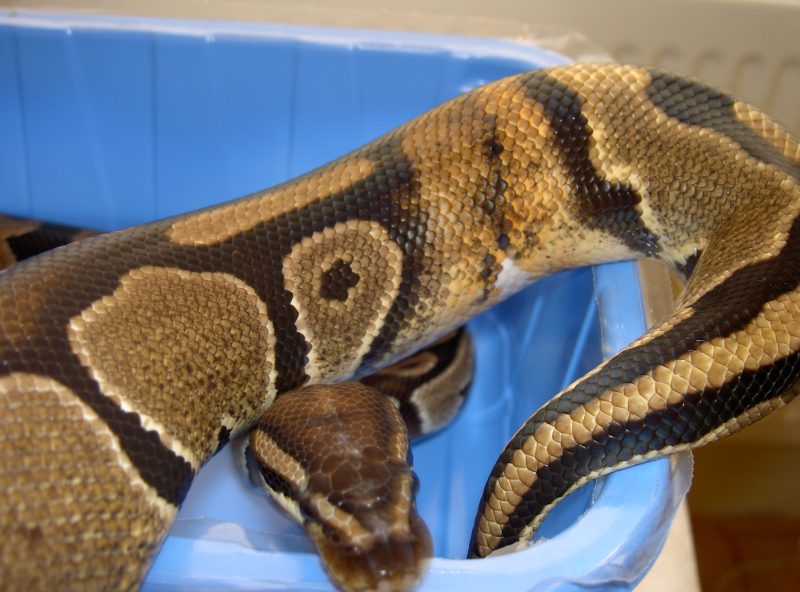 Ringer hets piebald Female
