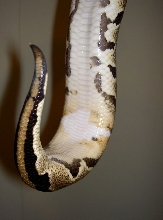 Ringer hets piebald Female