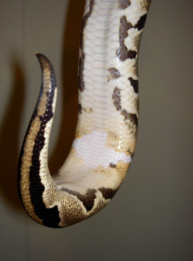 Ringer hets piebald Female