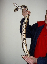 Ringer male
