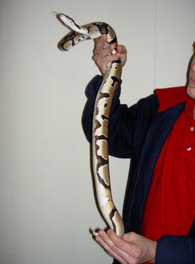Ringer male
