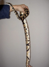 Ringer male