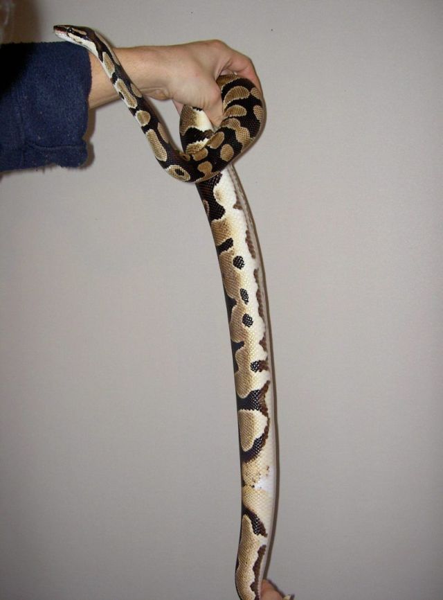 Ringer male