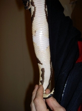 RInger male