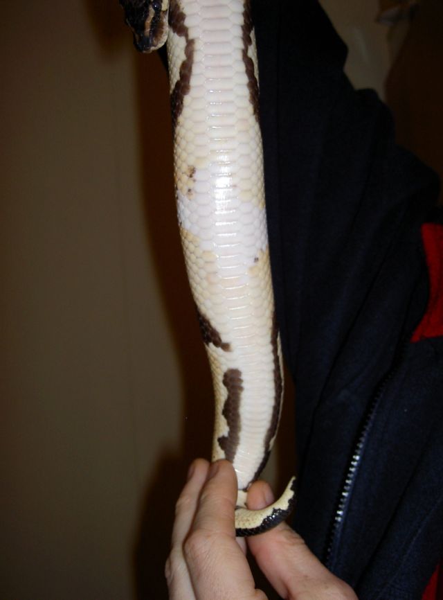RInger male