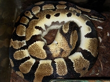 Ringer male