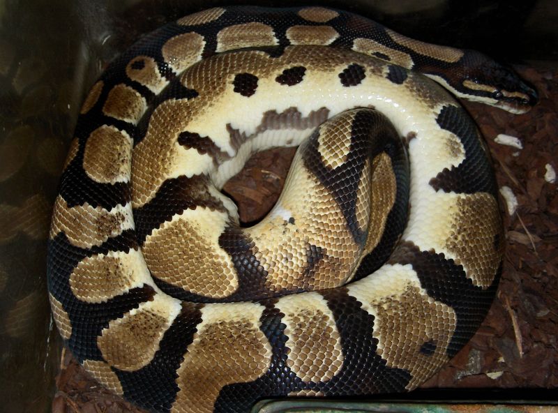 Ringer male