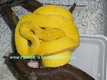 Chondro viridis Kafiau  Female