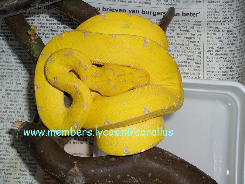 Chondro viridis Kafiau  Female