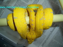 Chondro viridis Kafiau  Male