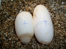 Yellowisch and green egg