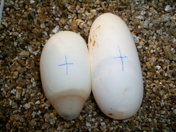 Yellowisch and green egg