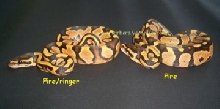Ringer.. See forums Pythons: Ball