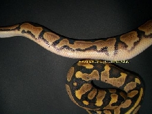 Ringer.. See forums Pythons: Ball