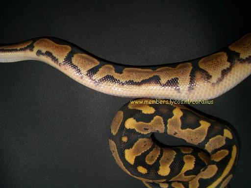 Ringer.. See forums Pythons: Ball