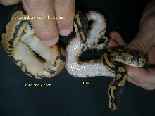 Ringer.. See forums Pythons: Ball