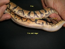 Ringer.. See forums Pythons: Ball