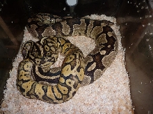 Super pastel 100% het pied X Fire 100% het pied