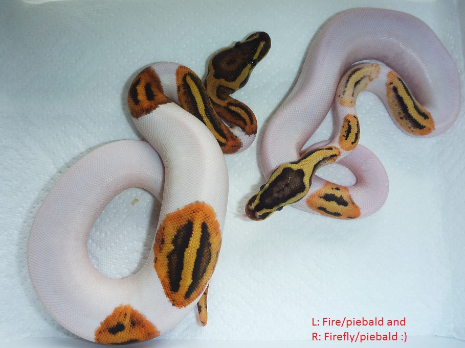 Fire/pied and Firefly/piebald 2013