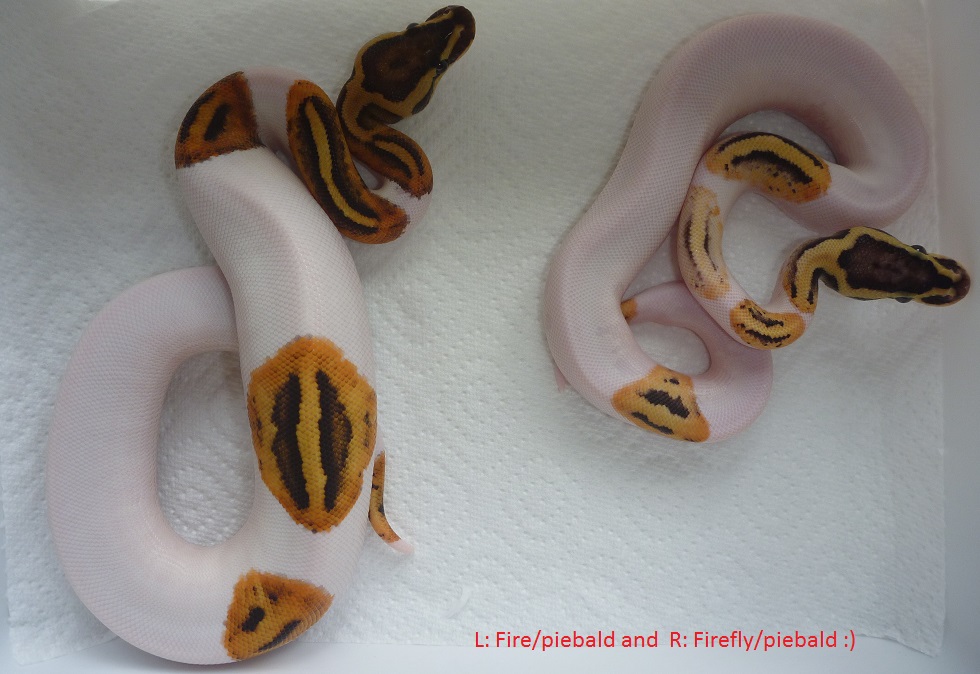 Fire/pied and Firefly/piebald 2013.