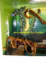 Corallus caninus Brazilie 0.0.4 Nk 2006
