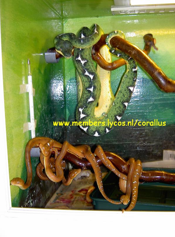 Corallus caninus Brazilie 0.0.4 Nk 2006