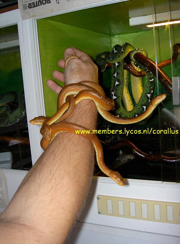 Corallus caninus Brazilie 0.0.4 Nk 2006