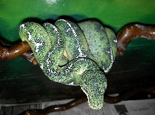 Corallus ( Basin ) male nk 01