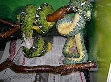 Corallus caninus ( Basin) They have hunger