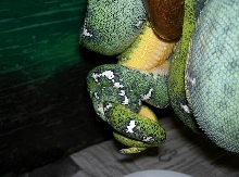 Corallus caninus ( Basin) pairs