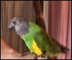 Chica the Senegal