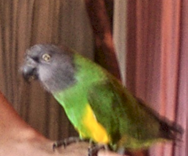 Chica the Senegal