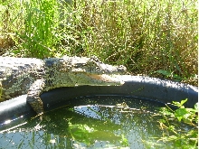 our big male