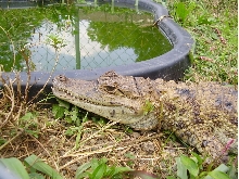 female spec