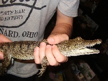 new guinea freshwater crocodile