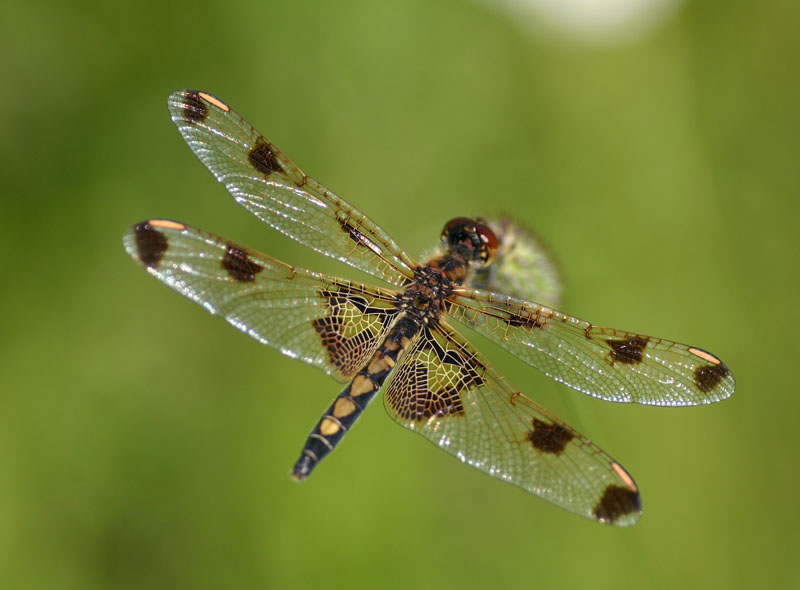 Dragonfly